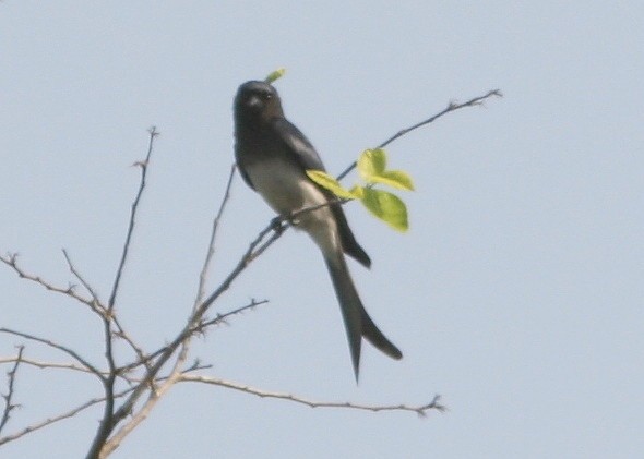 White-bellied Drongo - Brad Bergstrom