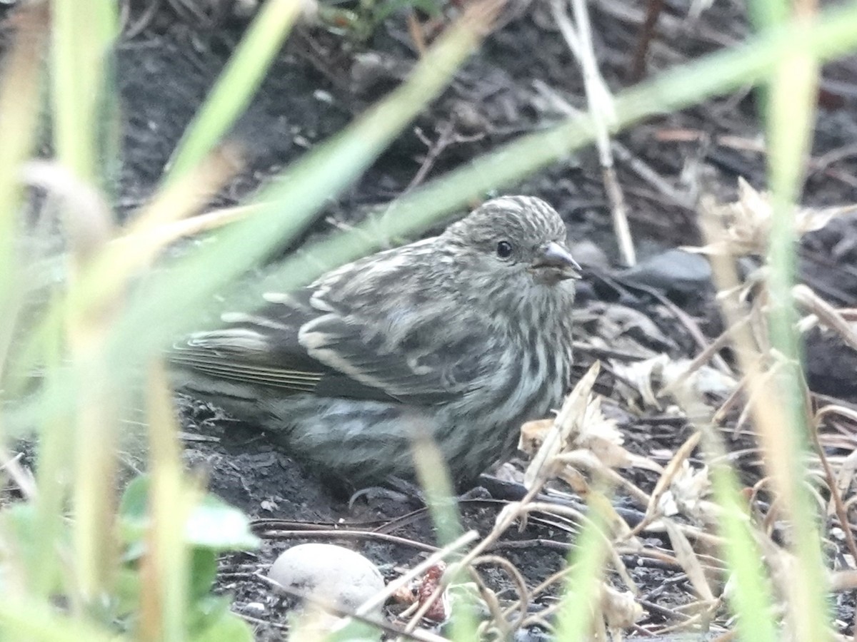 Pine Siskin - ML596580771