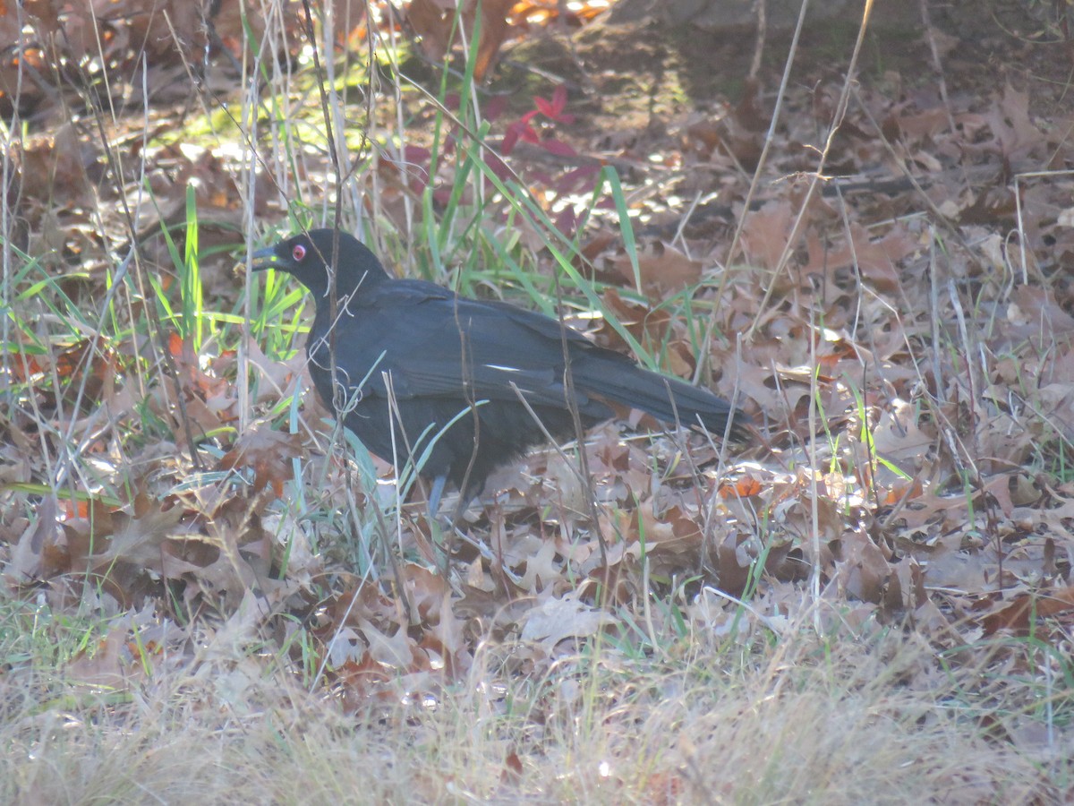 White-winged Chough - ML596581021