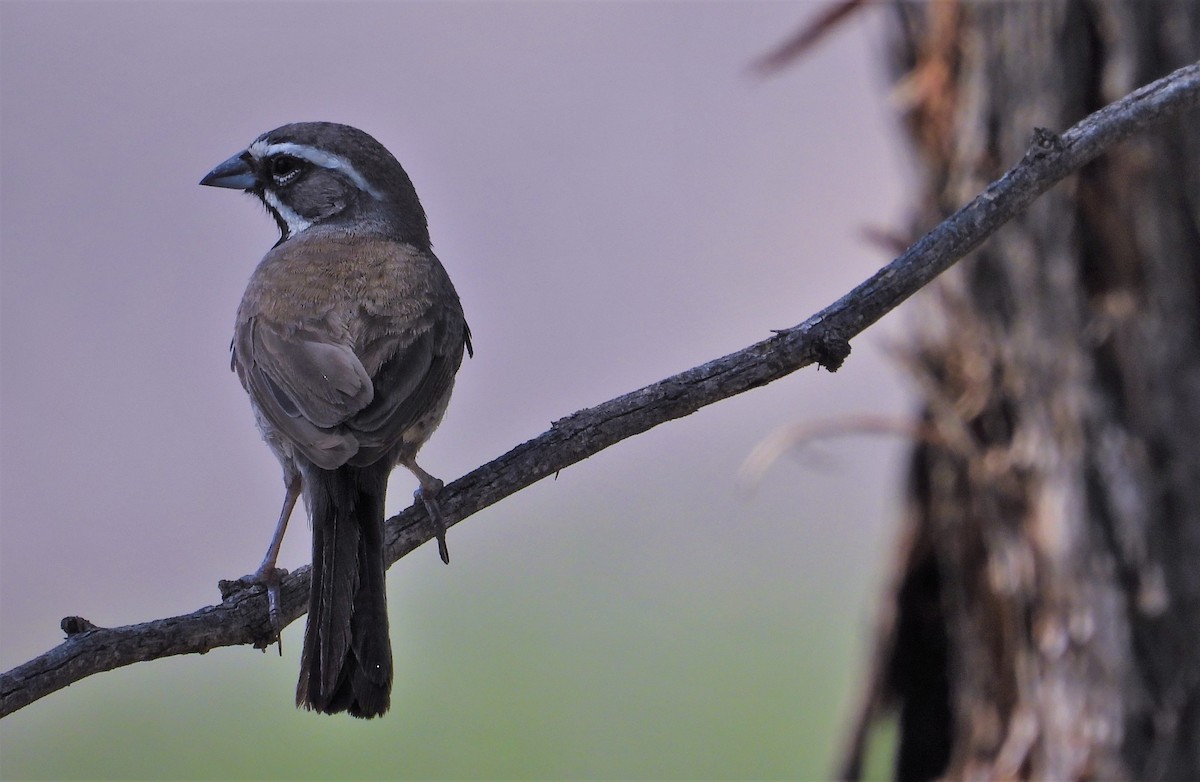 Black-throated Sparrow - ML596581041