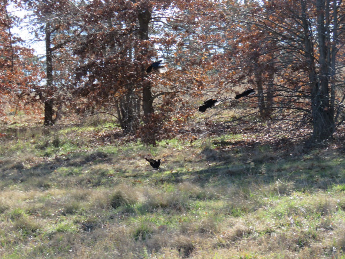 White-winged Chough - Stan Jarzynski