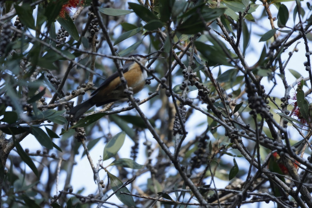 Eastern Spinebill - ML596582061