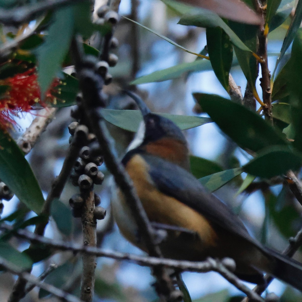 Eastern Spinebill - ML596582111