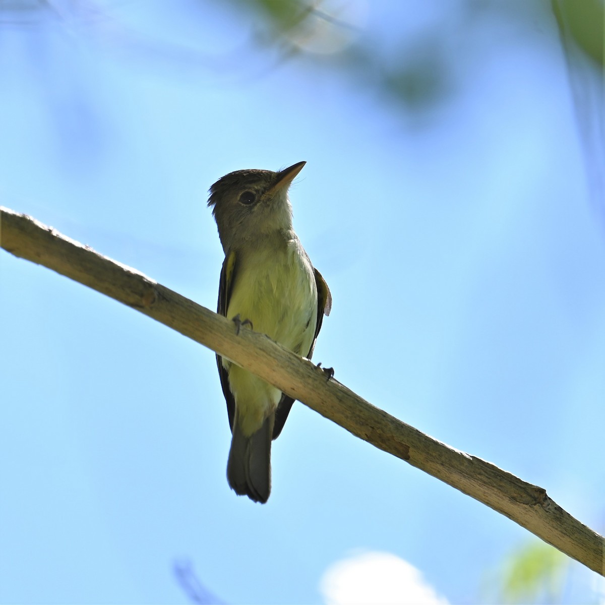 Willow Flycatcher - ML596582131