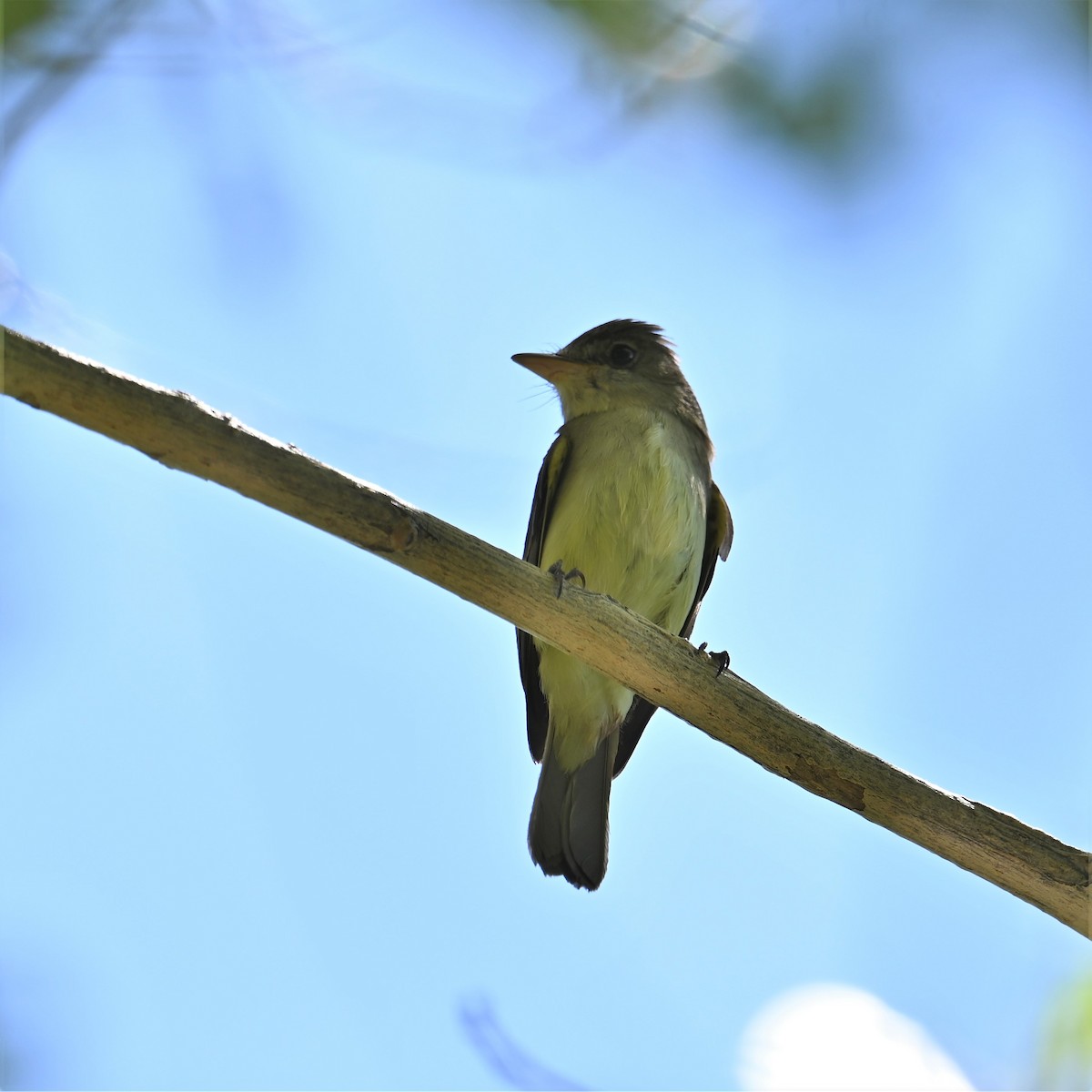 Willow Flycatcher - ML596582141