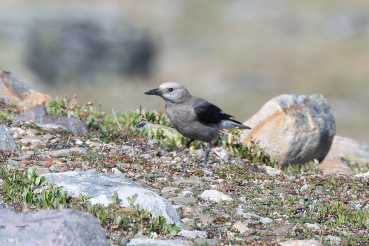 Clark's Nutcracker - ML596582881