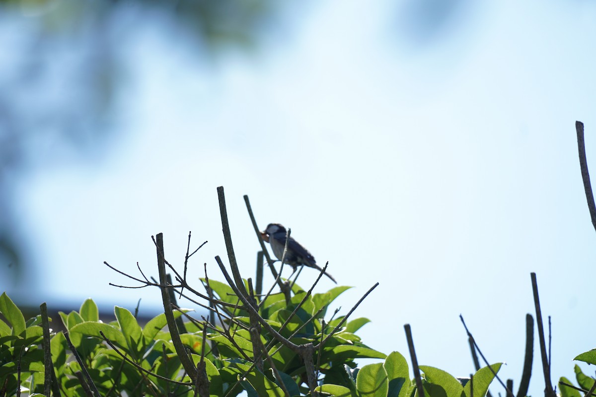 Green-backed Tit - Zhen Wang