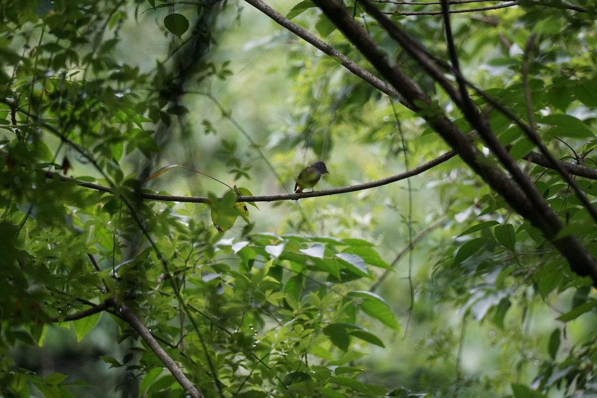 Gray-headed Canary-Flycatcher - Zhen Wang