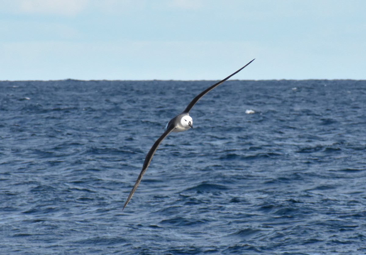 Albatros Ojeroso (melanophris) - ML596584011