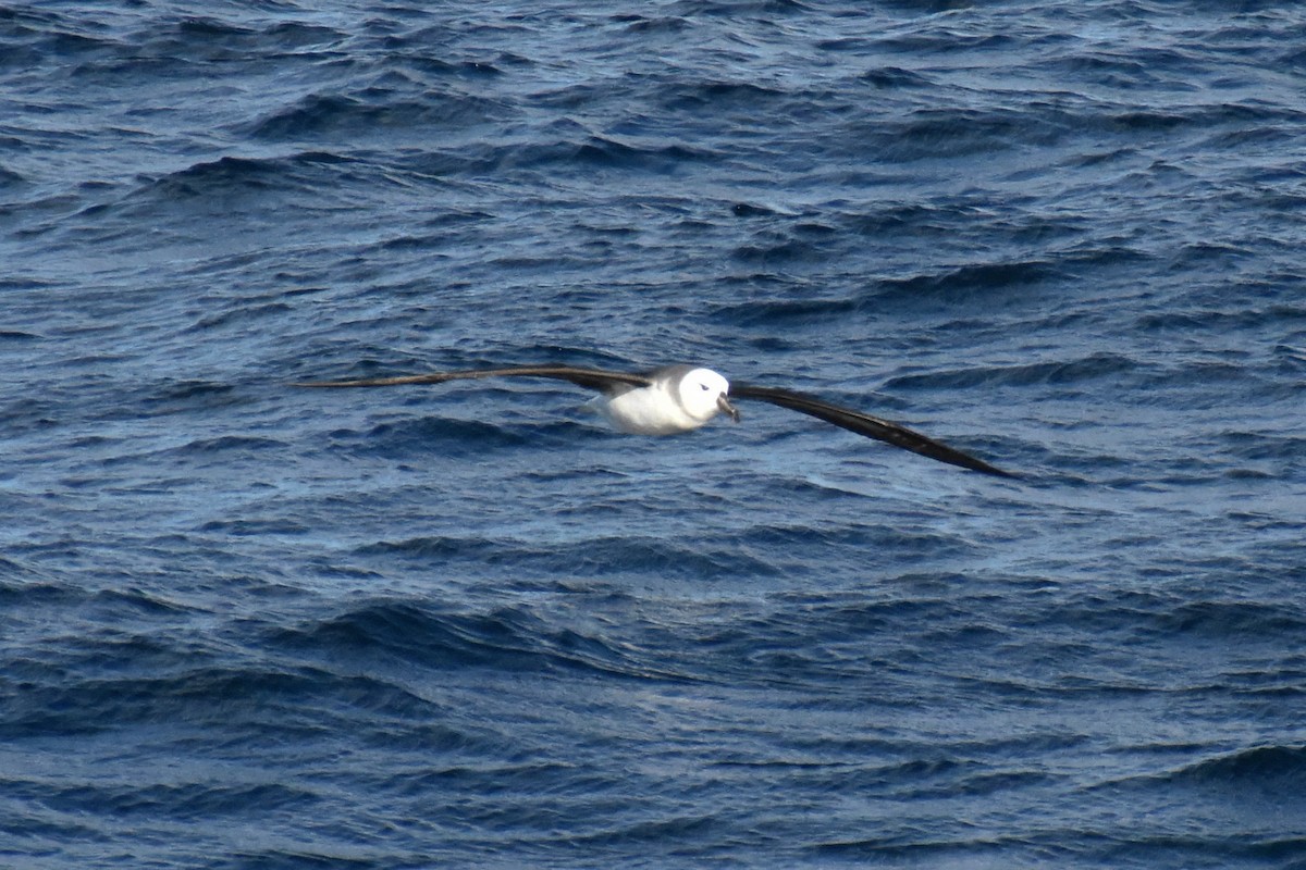 Albatros Ojeroso (melanophris) - ML596584021