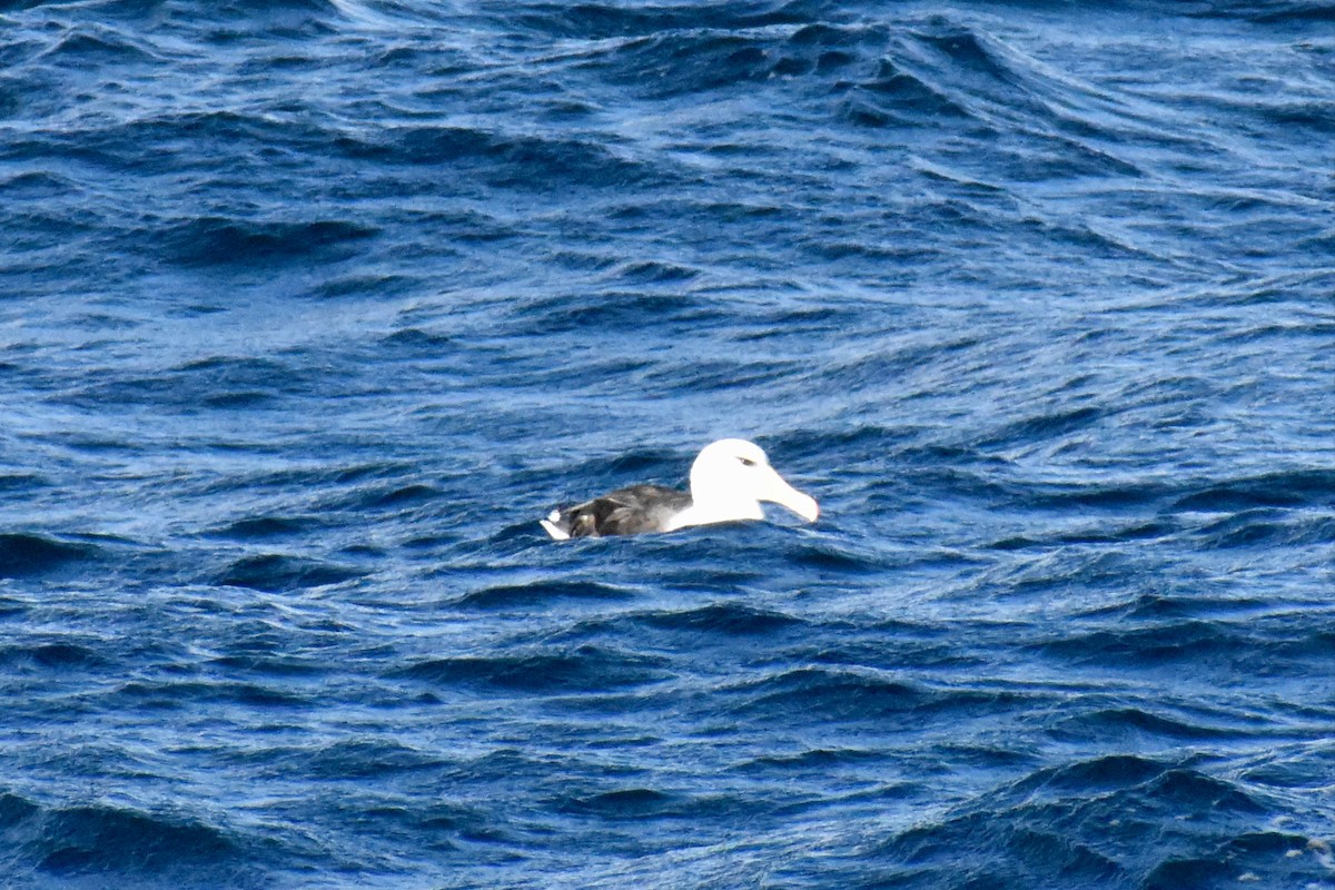 Чернобровый альбатрос (melanophris) - ML596584031