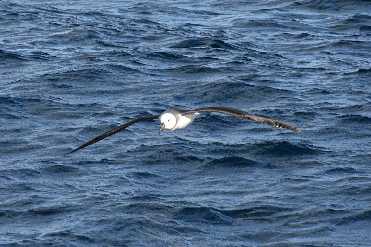 Albatros Ojeroso (melanophris) - ML596584041