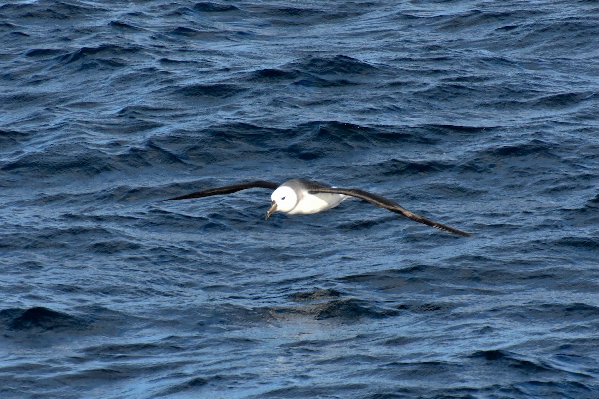 Black-browed Albatross (Black-browed) - Katy Banning
