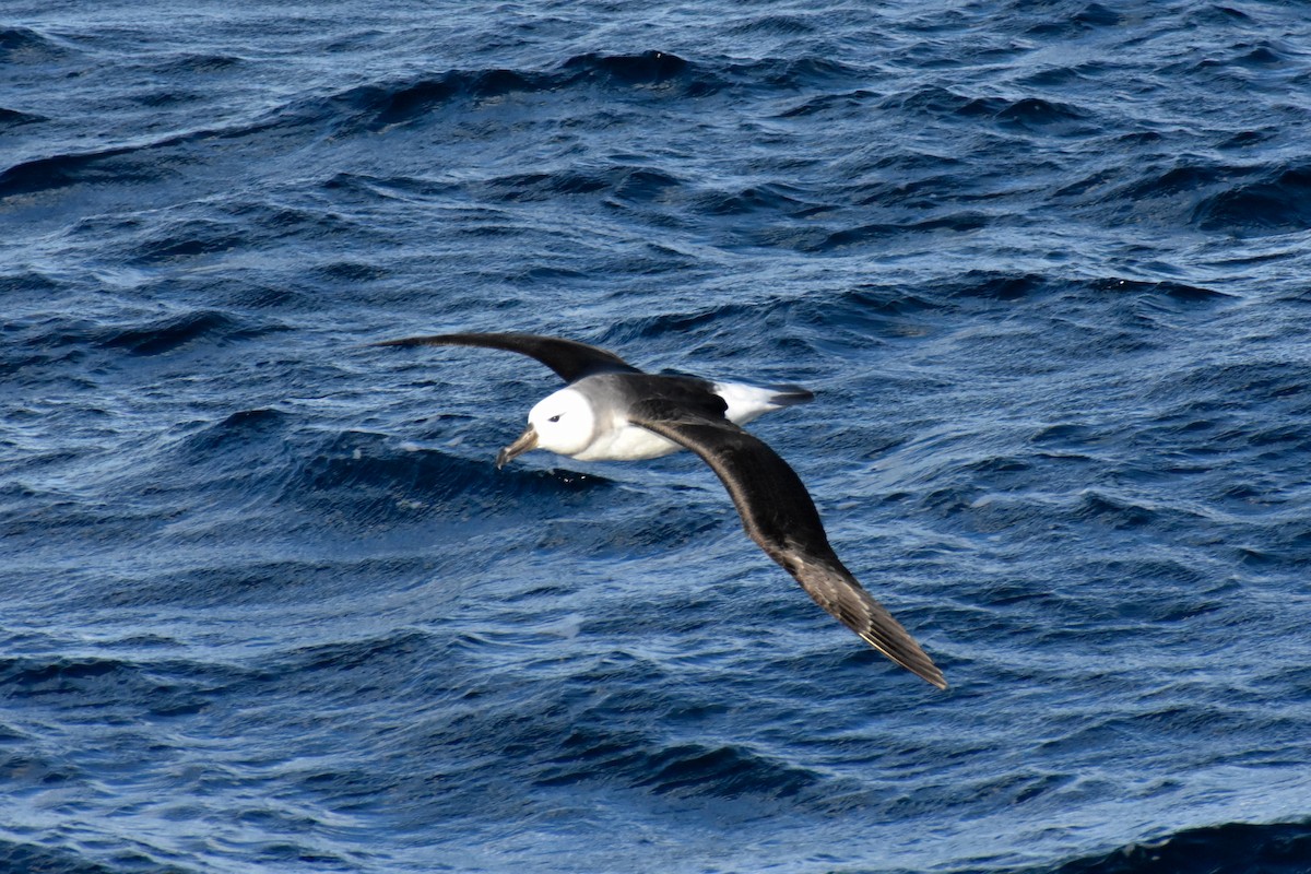Black-browed Albatross (Black-browed) - Katy Banning