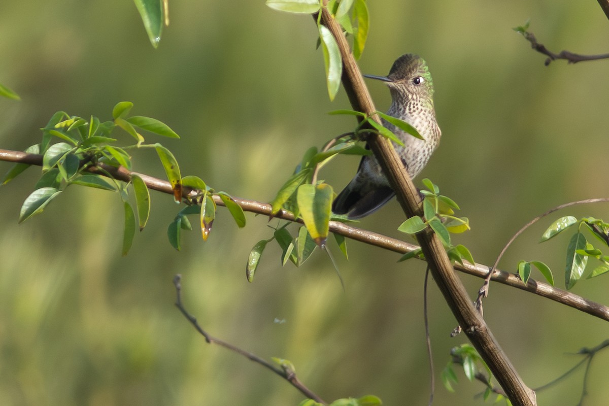 Green-backed Firecrown - Santiago Montaner