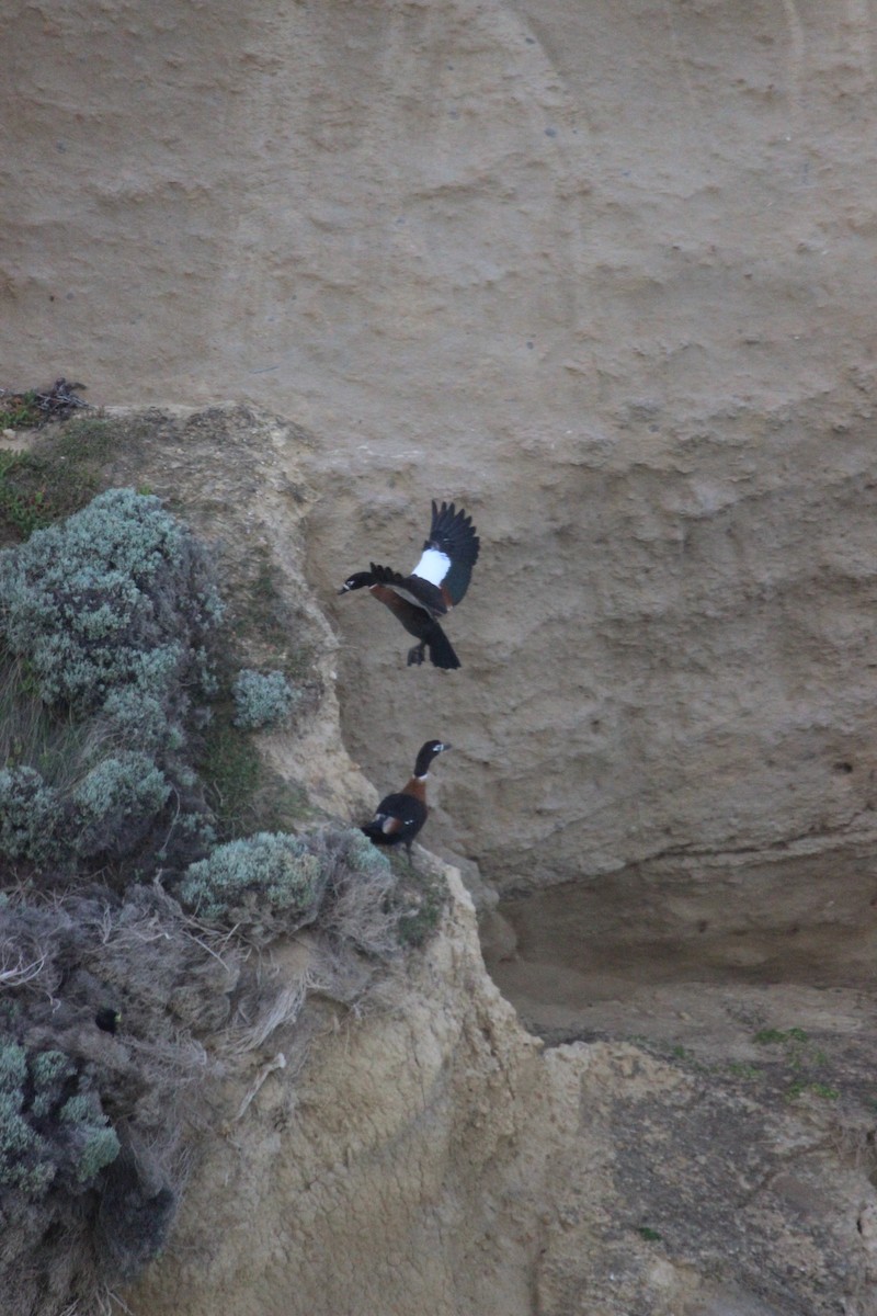 Australian Shelduck - Cherri and Peter Gordon