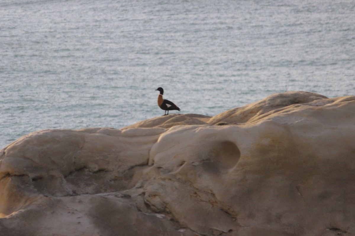 Australian Shelduck - ML596584871