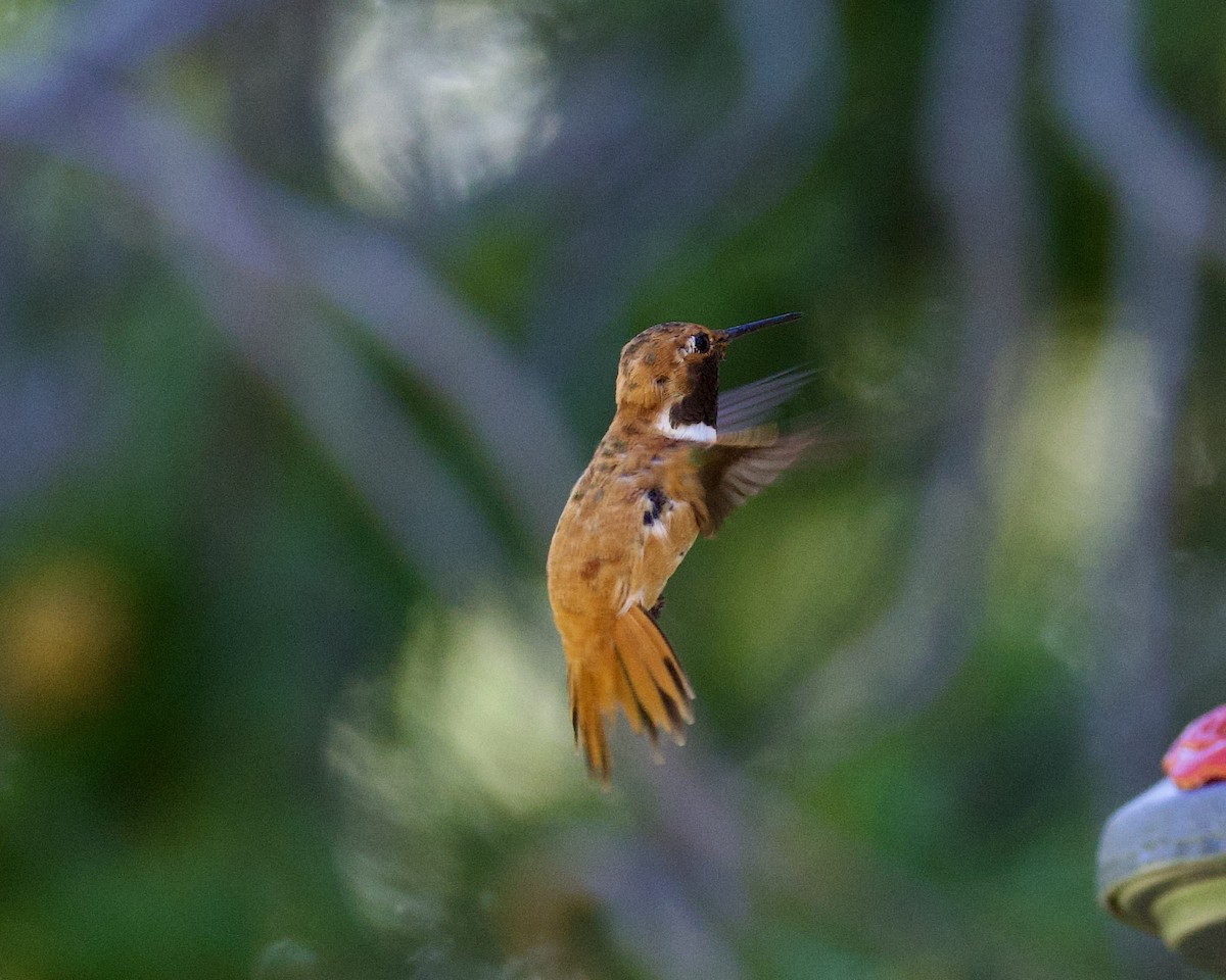 Rufous Hummingbird - ML596585051