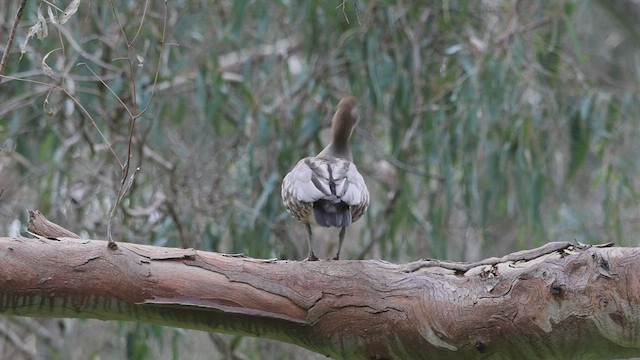 Maned Duck - ML596585171