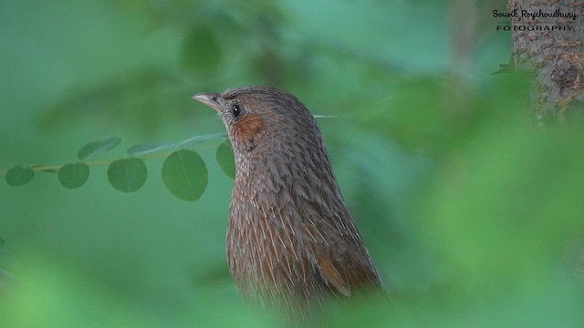 Streaked Laughingthrush - ML596585351