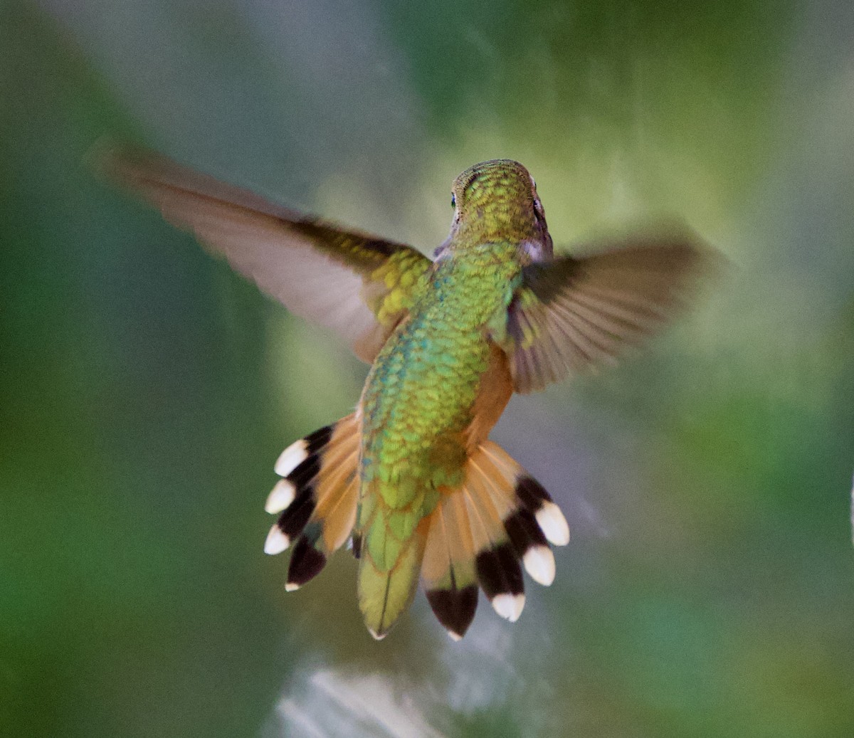 Rufous Hummingbird - ML596585461