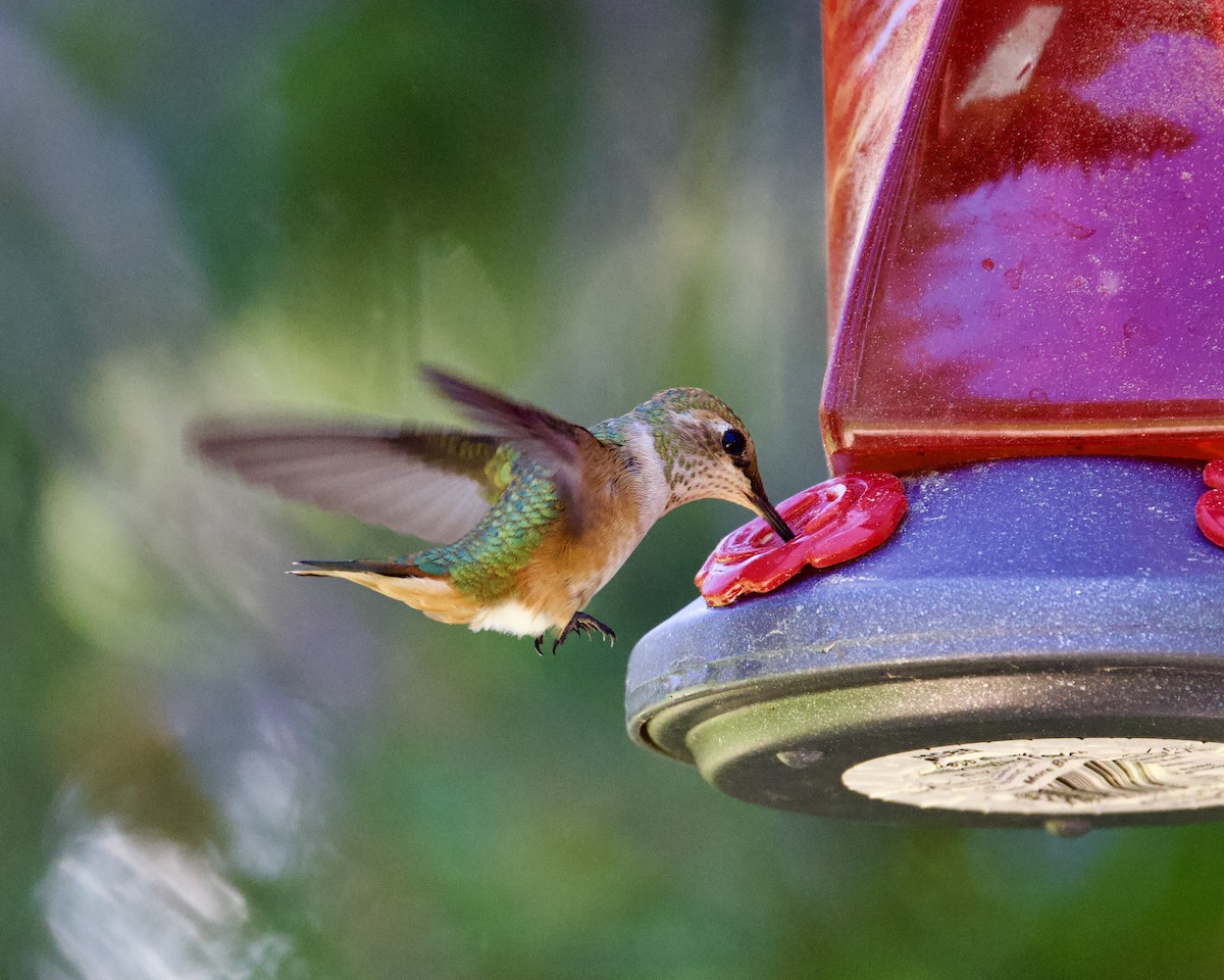 Rufous Hummingbird - ML596585471