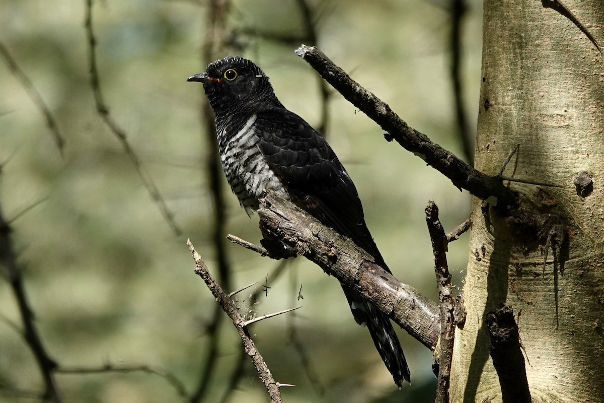 Red-chested Cuckoo - ML596585541