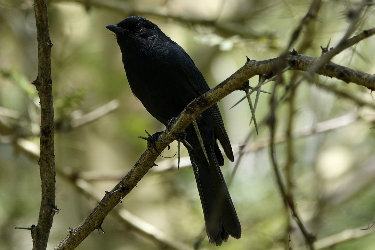 Southern Black-Flycatcher - ML596585591