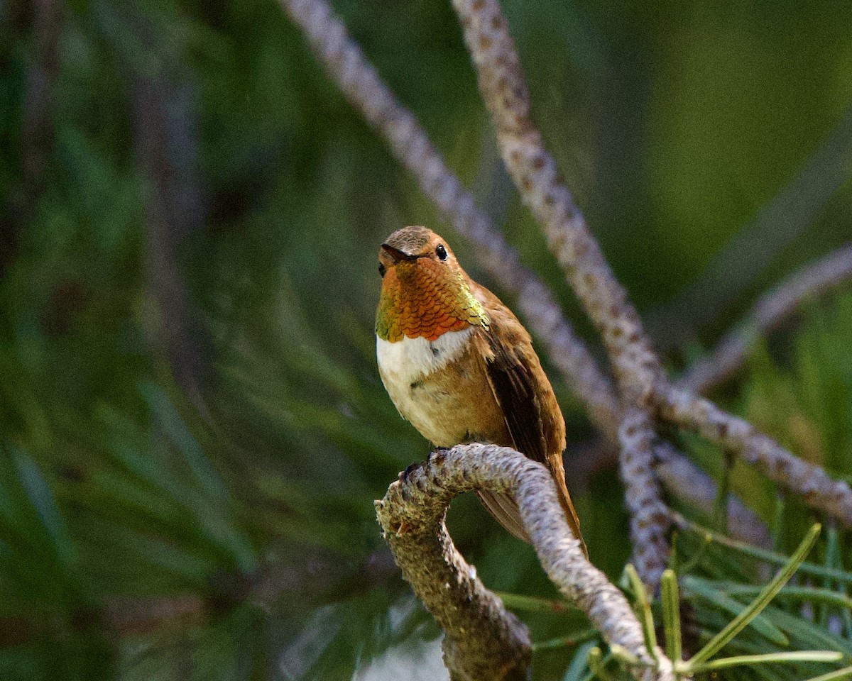 Rufous Hummingbird - ML596585691