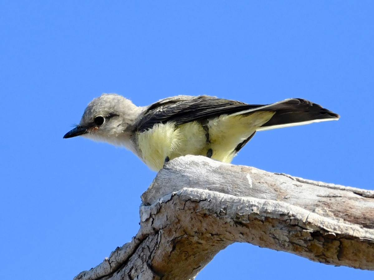 Western Kingbird - ML596585821