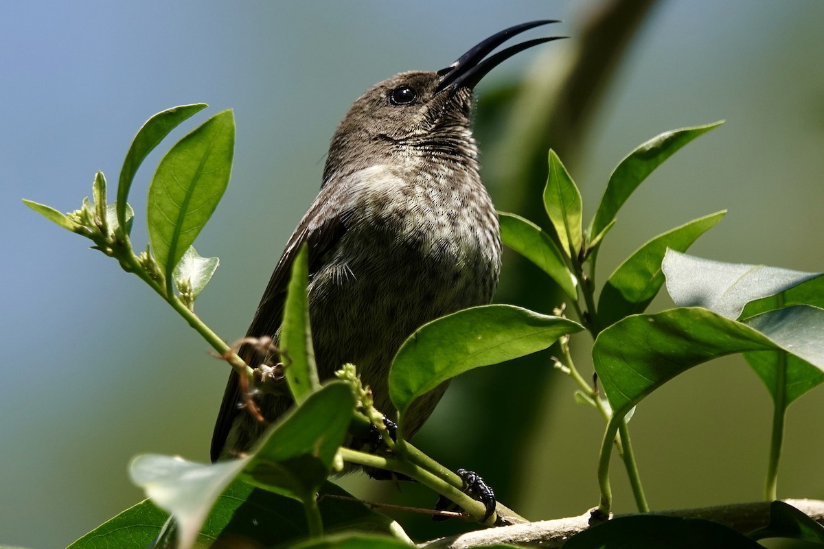 Scarlet-chested Sunbird - ML596585881