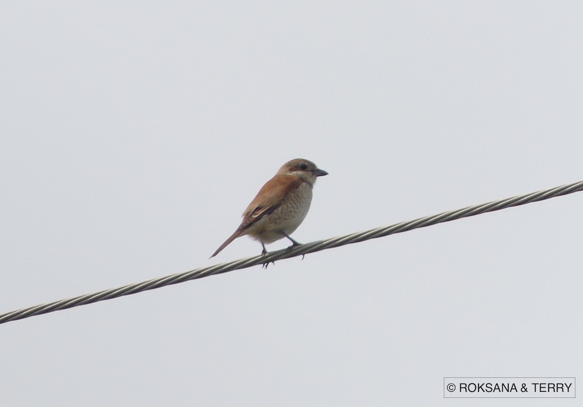 Red-backed Shrike - ML59658651