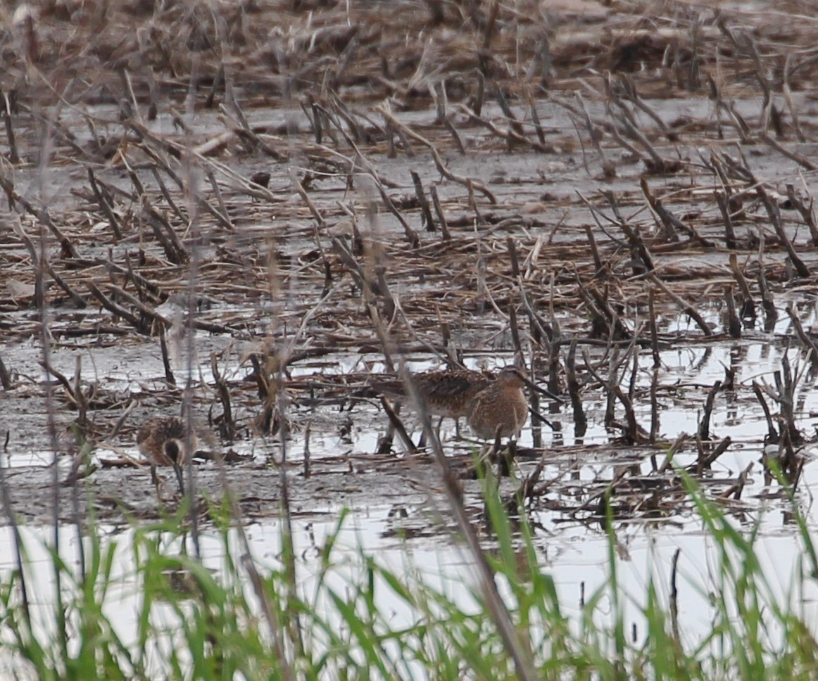 Short-billed Dowitcher - Hélène Crête