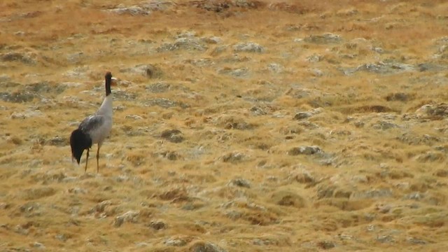 Black-necked Crane - ML596586701