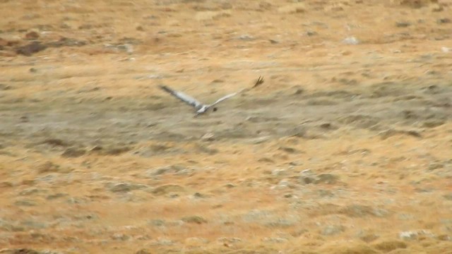 Black-necked Crane - ML596586711