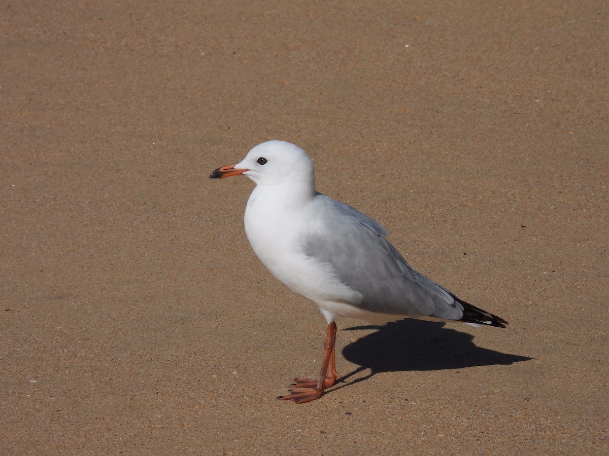 Silver Gull - ML596588411