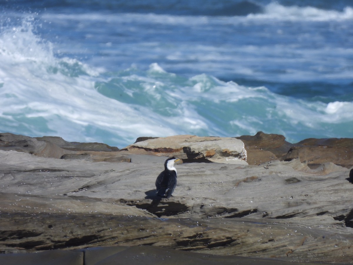 Little Pied Cormorant - ML596588471