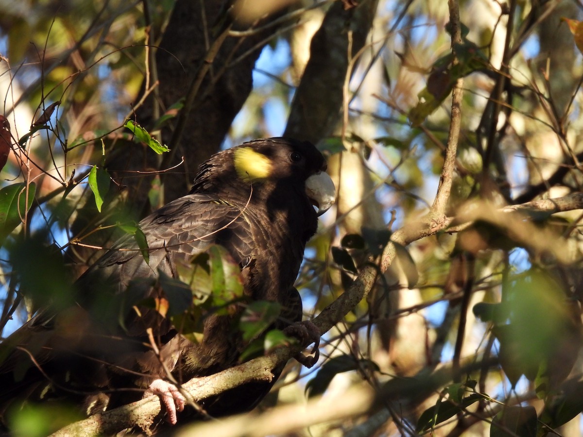 Yellow-tailed Black-Cockatoo - ML596588621