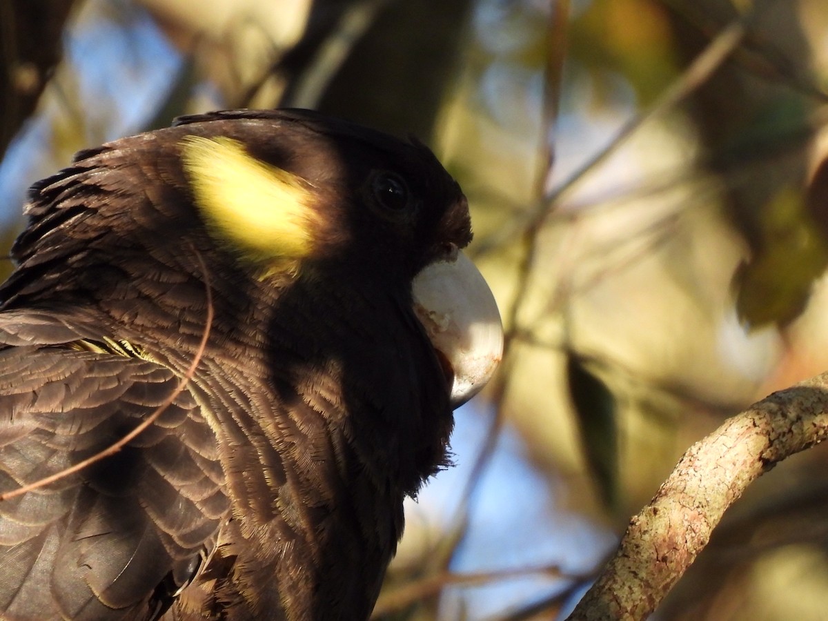 Yellow-tailed Black-Cockatoo - ML596588631