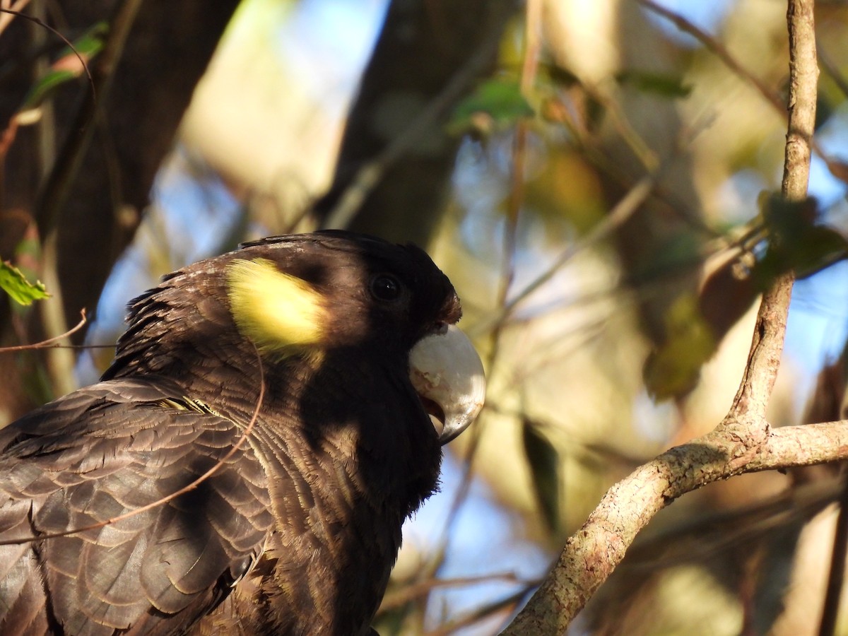 Yellow-tailed Black-Cockatoo - ML596588641