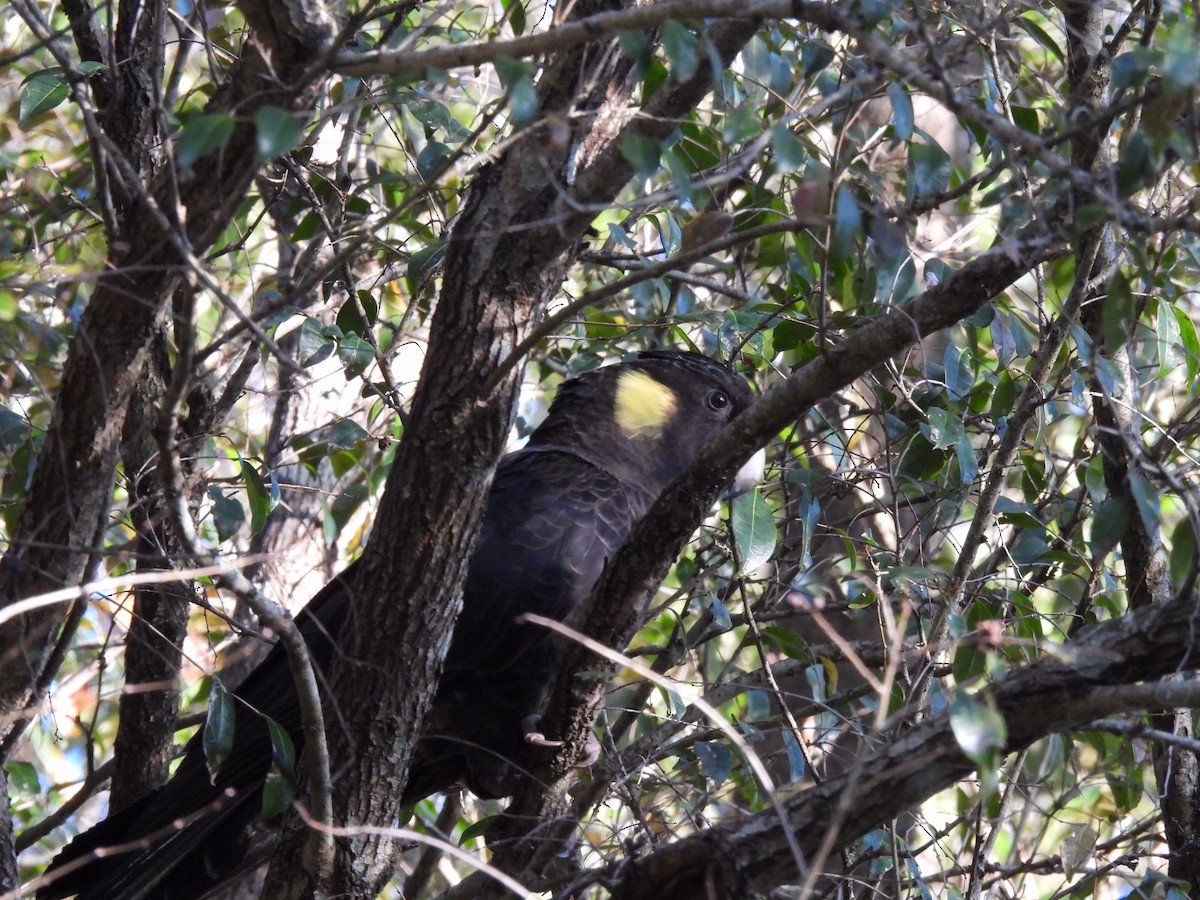 Yellow-tailed Black-Cockatoo - ML596588651