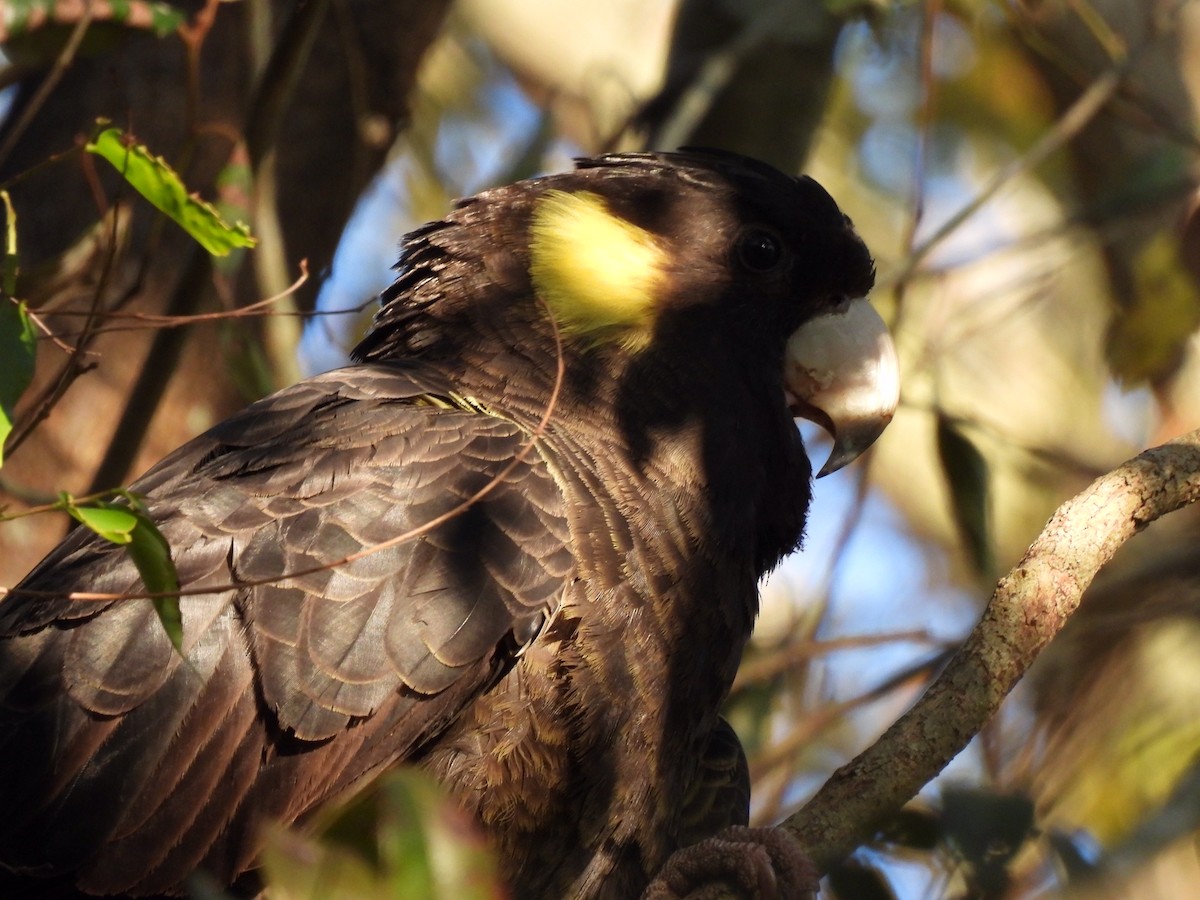 Cacatúa Fúnebre Coliamarilla - ML596588661