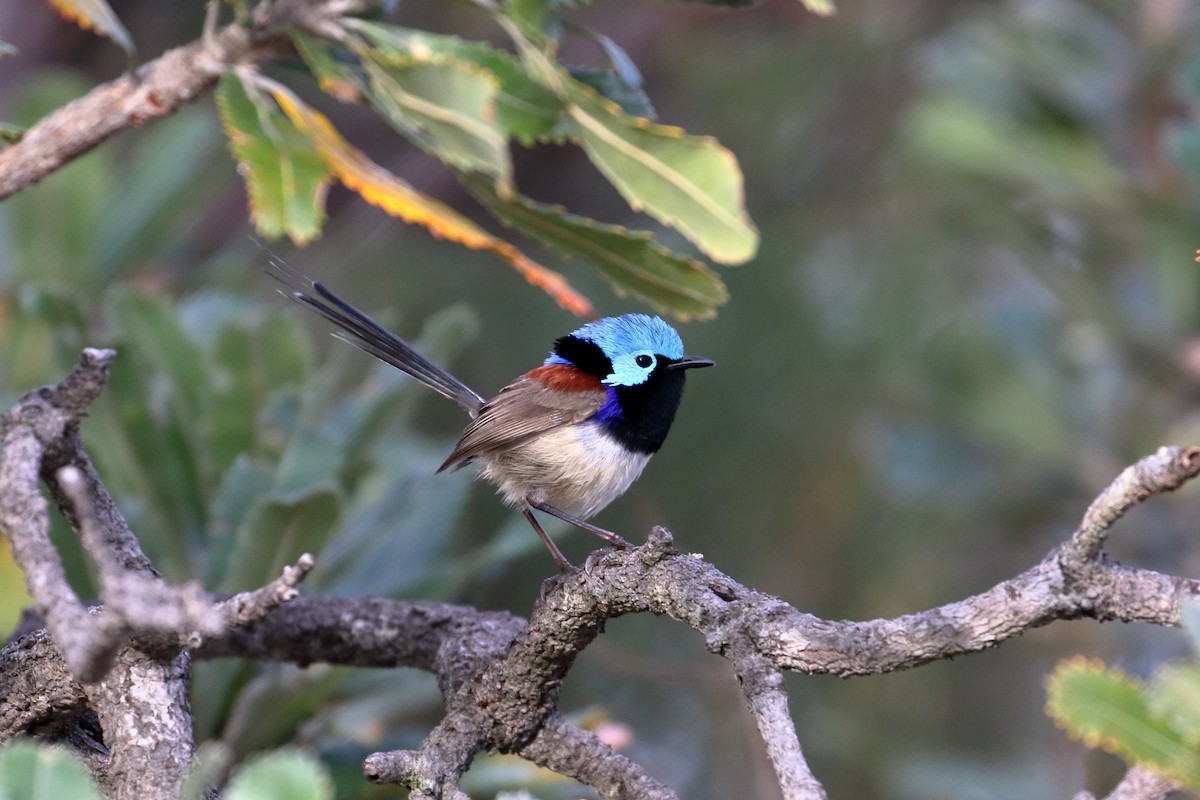 Variegated Fairywren - ML596588781