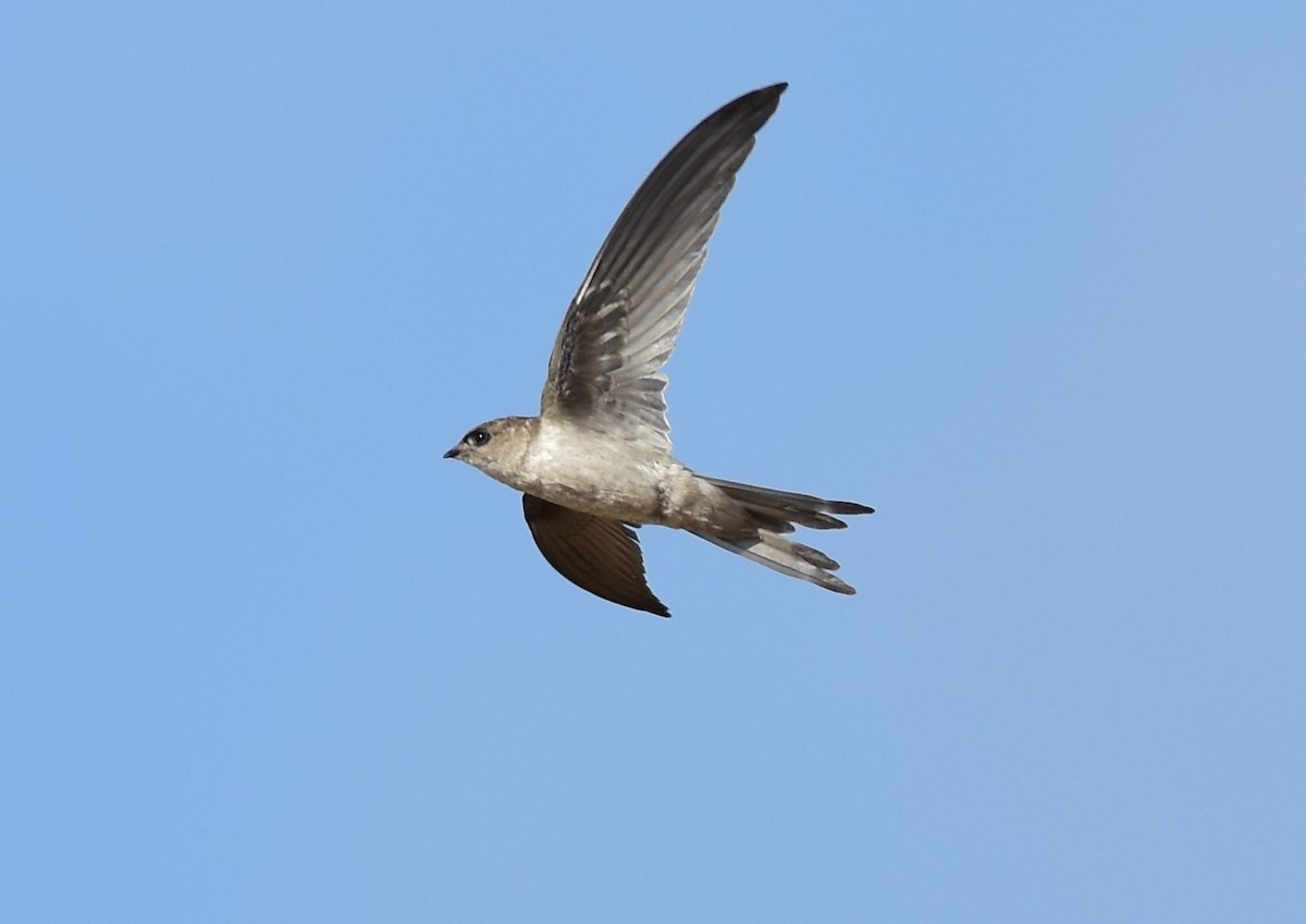 Asian Palm Swift - ML596591361