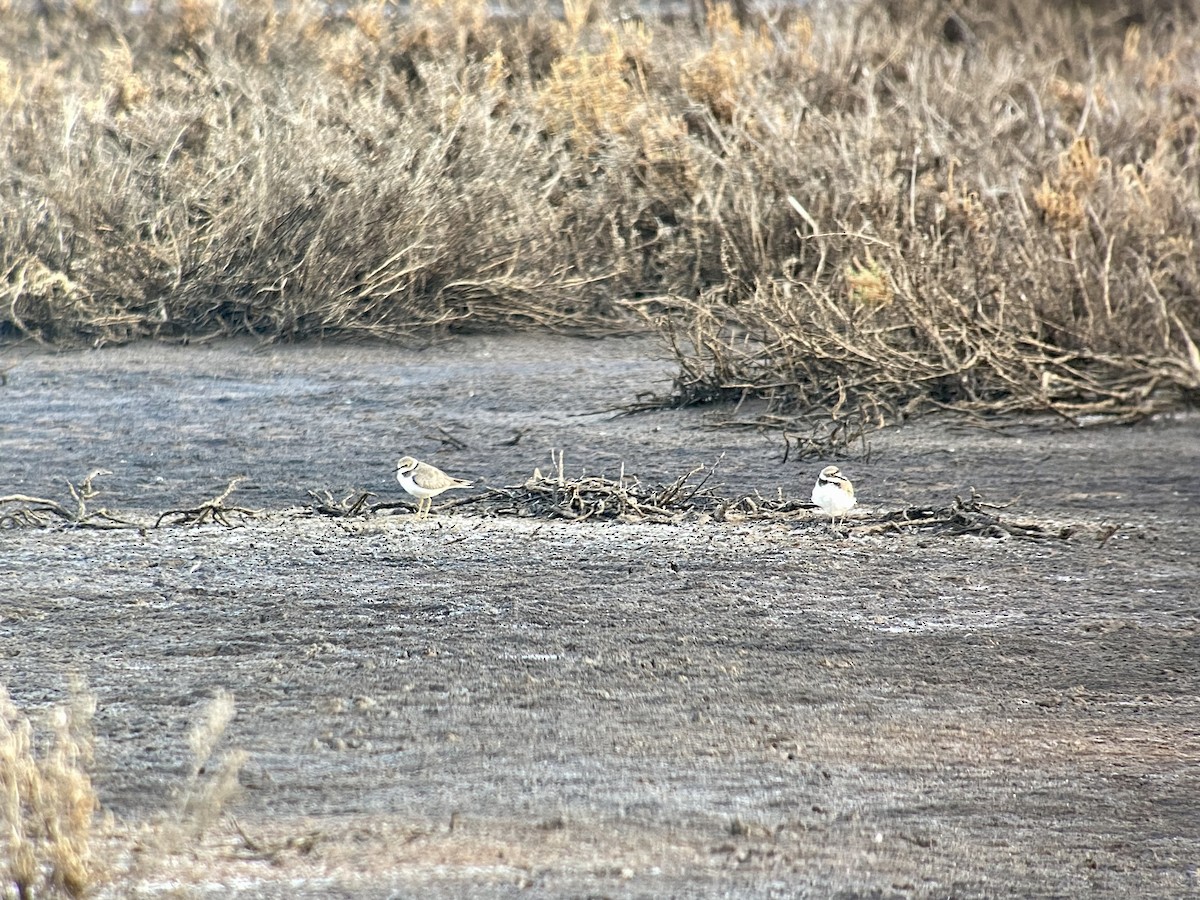 Little Ringed Plover - ML596592801