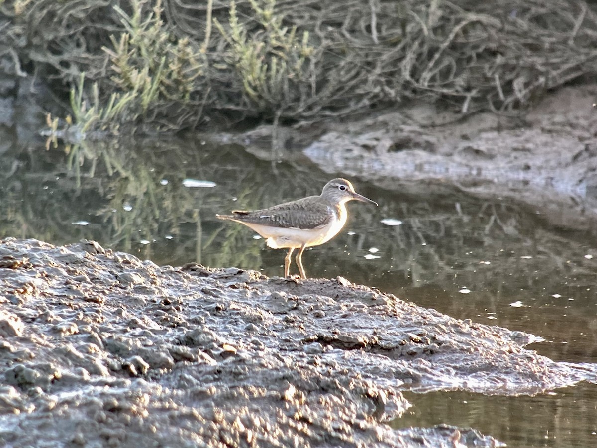 Common Sandpiper - ML596592821