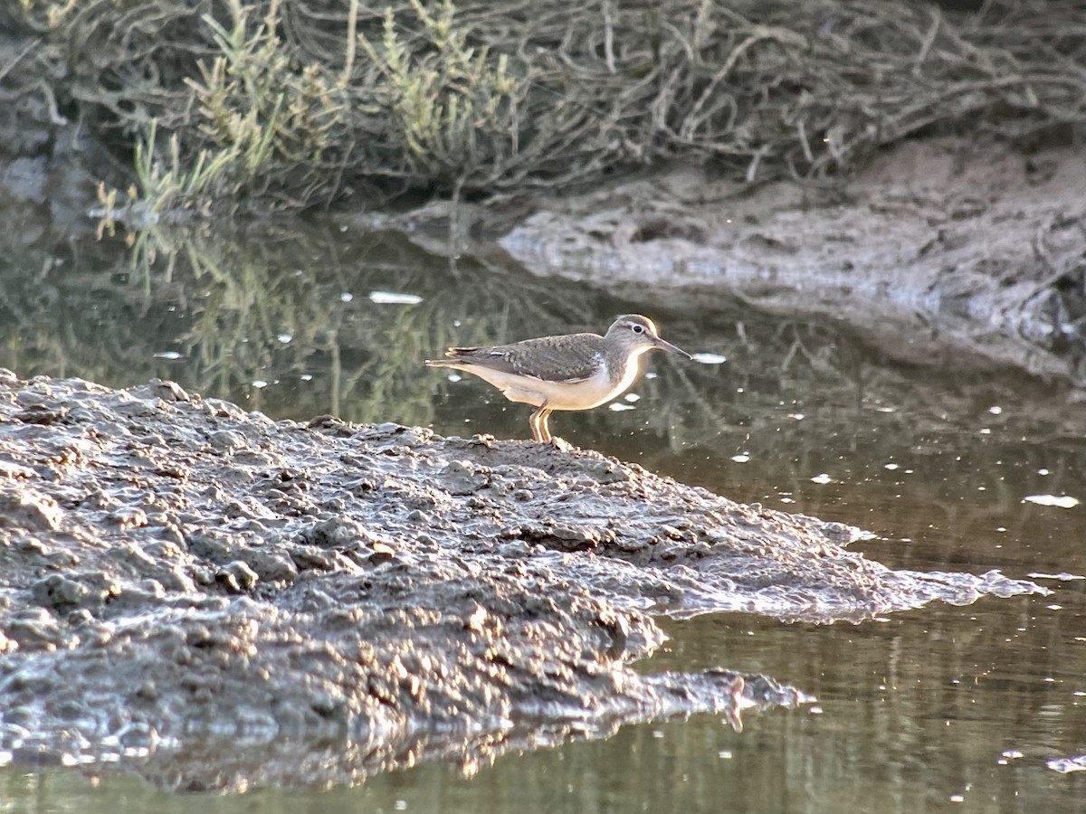 Common Sandpiper - ML596592831