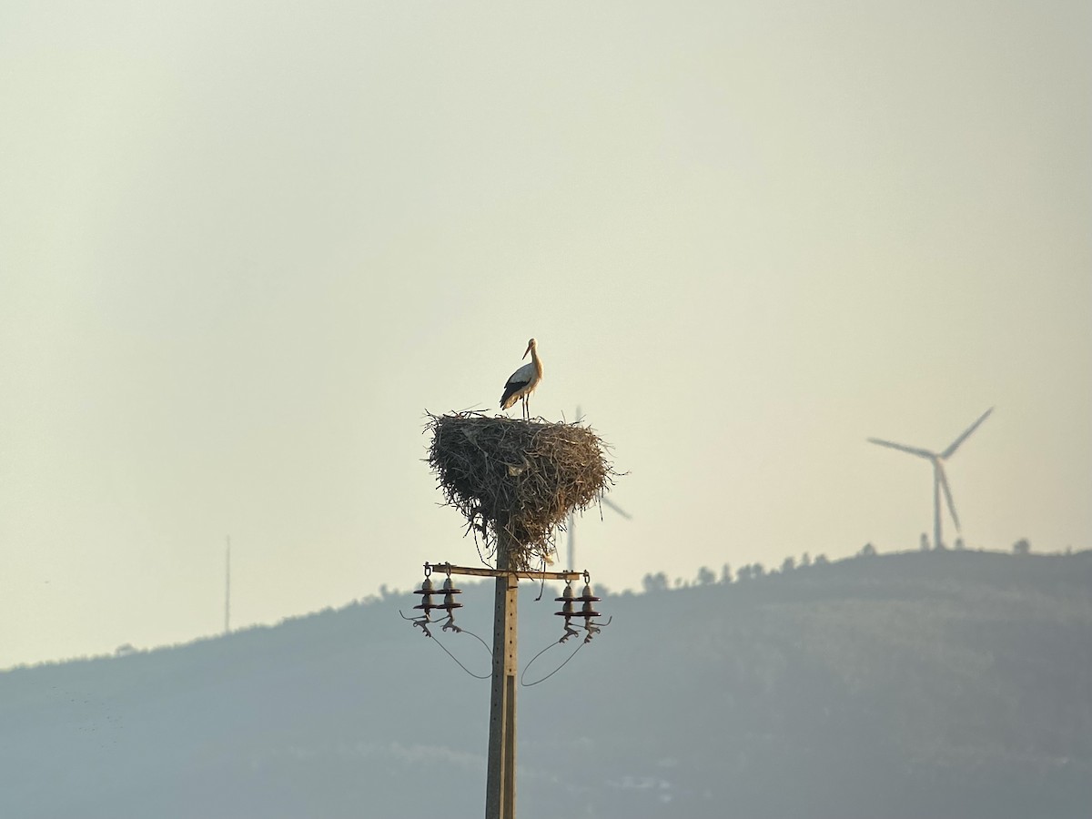 White Stork - ML596592861