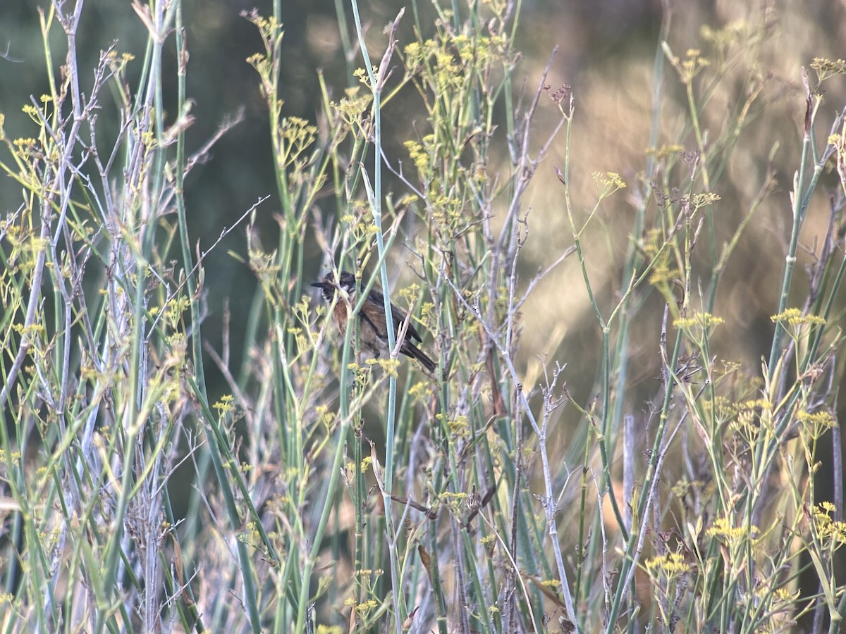 European Stonechat - ML596592931