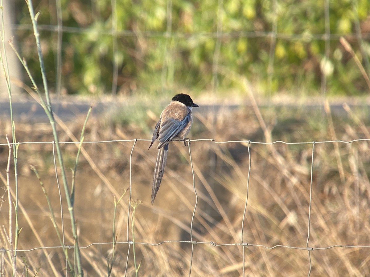 Iberian Magpie - ML596592951